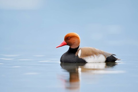 Red-crested Pochard (Netta rufina), a drake swimming on Lake Constance, Baden-Württemberg, Germany