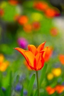 Red tulips (Tulipa) in bloom in spring, Bavaria, Germany