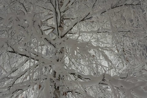 Snowy birch, Gällivare, Norrbotten, Lapland, Sweden, December 2023