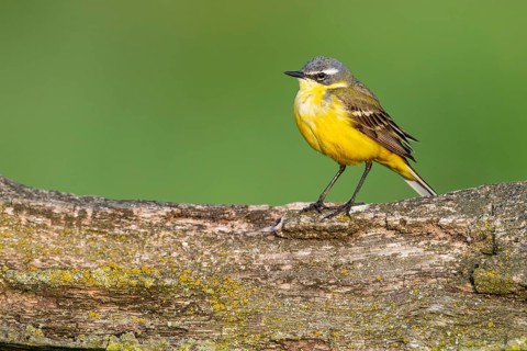 Yellow Wagtail (Motacilla flava), Lembruch, Lower Saxony, Germany