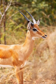 Impala (Aepyceros), Akagera National Park or Kagera National Park, Eastern Province, Rwanda
