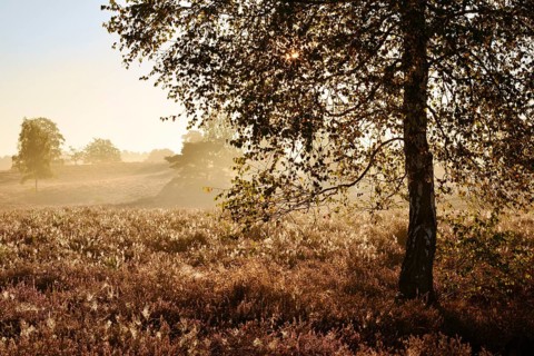 Silver birch (Betula pendula) in heathland at sunrise, backlit, Westruper Heide, North