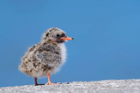 Arctic tern (Sterna paradisaea), chick, Schleswig-Holstein, Germany