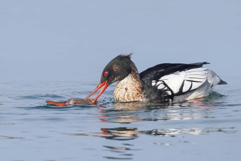Merganser (Mergus serrator) mating in shallow water of the Baltic Sea, wildlife, nature