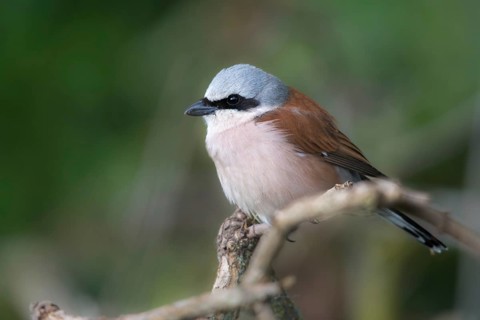 Lanius Collurio, red-backed shrike, redback shrike, birds, male, passeri, songbirds, songbirds,