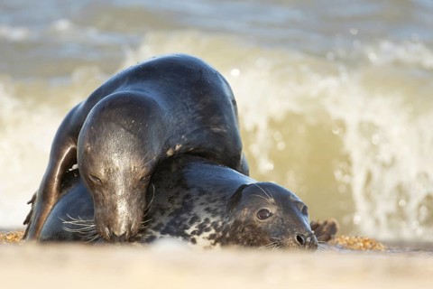 Atlantic grey seal (Halichoerus grypus) two adult animals in love courting in the breaking waves of