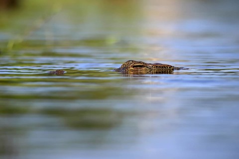 Nile crocodile (Crocodylus niloticus), adult, in the water, swimming, portrait, iSimangaliso