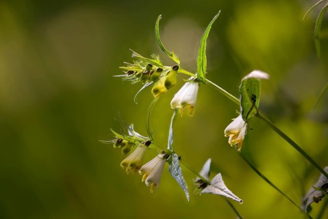 Brownroot, melampyrum sylvaticum, scrophulariaceae, forest quail wheat, flora, plants, plants,