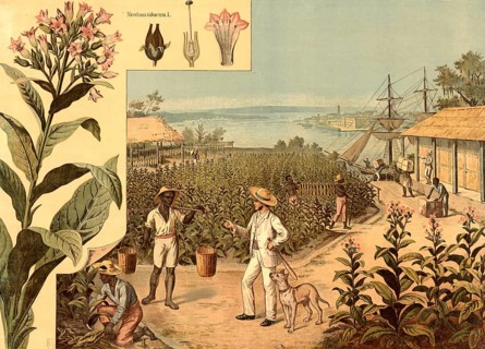 Cultivation, harvesting and removal of tobacco leaves in a colonial plantation economy. In the