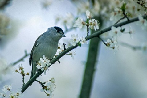 Blackcap, blackcap, blackcap, Sylvia atricapilla, birds, spring, male, passeri, songbirds,
