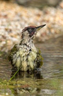 Green woodpecker, green woodpecker, picus viridis, bath, bird bath, birds, piciformes, woodpeckers,