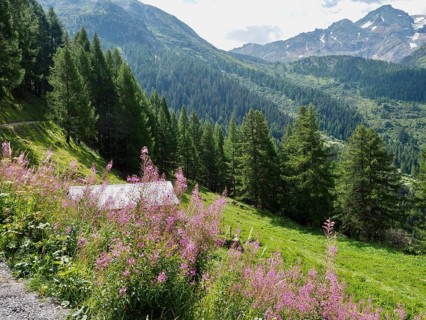 Blooming pink flowers, blooming sally (Epilobium angustifolium), and dense coniferous forests