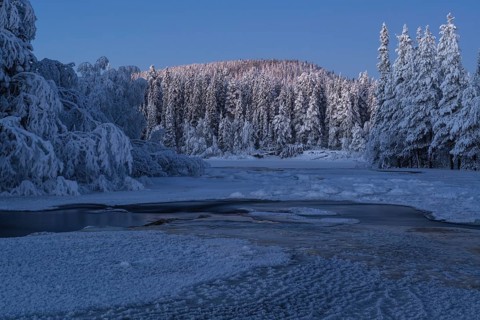 Snowy forest, Råneälven, Nattavaara, Norrbotten, Lapland, Sweden, November 2023