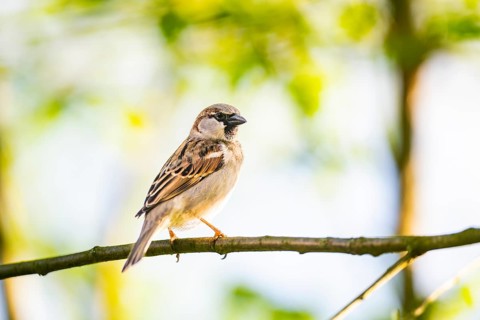 House sparrow (Passer domesticus) sitting on a branch, Bavaria, Germany