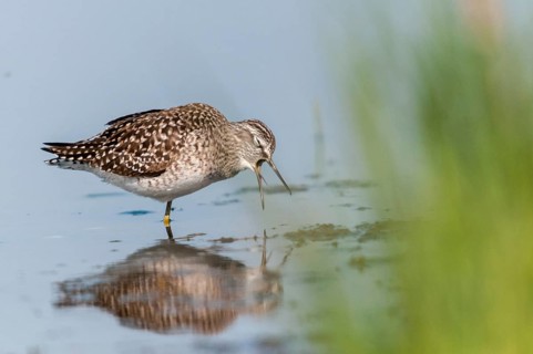 Bruchwassersträder, Tringa Glareola, Wood Sandpiper, Birds, Charadriiformes, Weille, Limikolen,