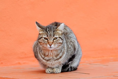 House cat, Algarve, Portugal