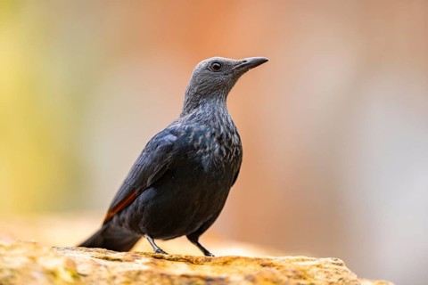 Red-winged starling (Onychognathus morio) standing on a rock, Germany