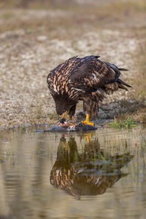 One white-tailed eagle (Haliaeetus albicilla) sitting lakeshore in early light, feeding on a common