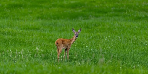 Roe deer (Capreolus capreolus) – a doe in the evening light in a woodland clearing, Allgäu,