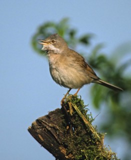 Warbler, Sylvia Communis, Whitethroat, Birds, Song, High Size, Portrait, Male, Passeri, Singing,