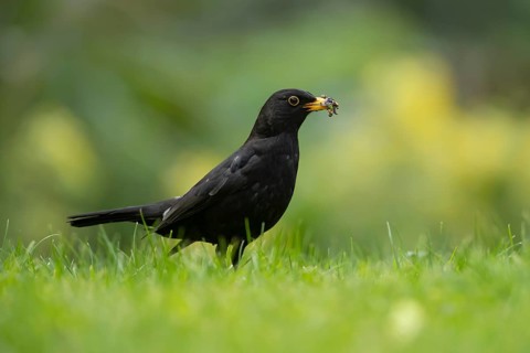 Eurasian blackbird (Turdus merula) adult male garden bird collecting grubs for food from a grass