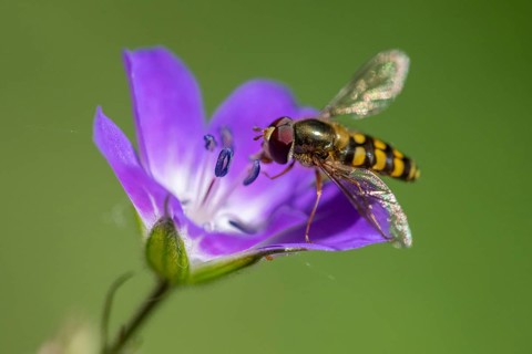 Wood cranesbill (Geranium sylvaticum) with a hoverfly, Heiligenblut, Carinthia, Austria