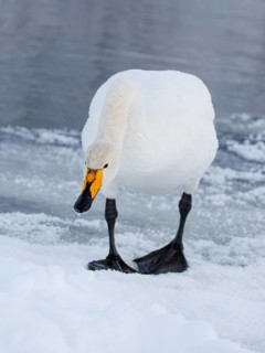 Whooper Swan (Cygnus cygnus), Finland