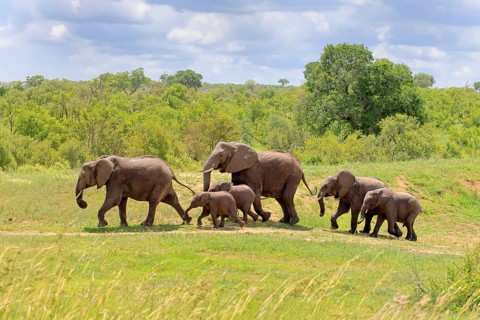 African elephant (Loxodonta africana), adult, calves, herd, walking, foraging, Kruger National