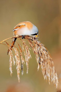 Bearded Tit (Panurus biarmicus), male eating the seeds from a fruiting reed (Phragmites australis),