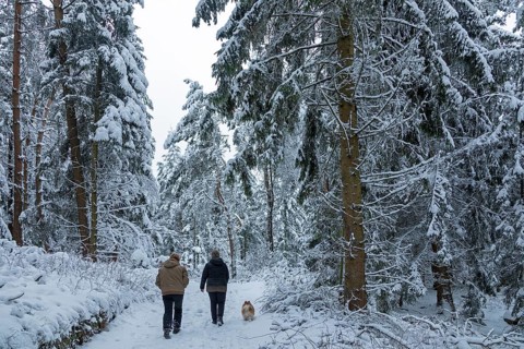 Two woman taking a walk with a dog through a snowy forest, winter, snow, Sieversen, Samtgemeinde