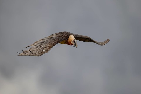 Bearded vulture (Gypeatus barbatus), in flight, Pyrenees, Spain