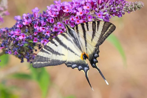 Podalirius butterfly (Iphiclides podalirius), feeding on nectar from butterfly bush (Buddleja