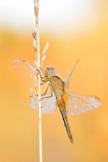 Scarlet Dragonfly (Crocothemis erythraea), female, North Rhine-Westphalia, Germany