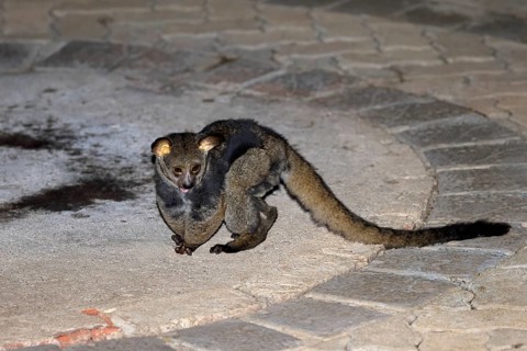 Big-eared giant galago (Otolemur crassicaudatus), adult, on the ground, in the evening, nocturnal,