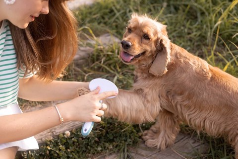 A woman grooms a cocker spaniel, lifting its paw while brushing the fur outside