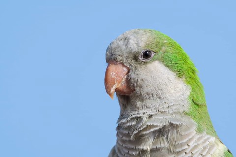 Monk Parakeet (Myiopsitta monachus), portrait, Fuerteventura, Canary Islands, Spain