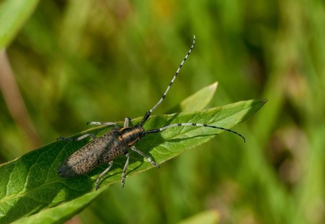 Agapanthia villosoviridescens, golden-bloomed grey longhorn beetle, cockhorn thistle, beetle,