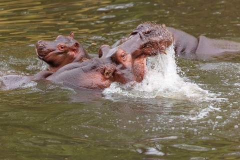 A young hippopotamus (Hippopotamus amphibius) plays with its mother in the water. A third