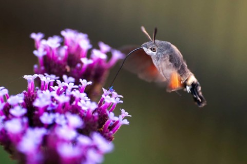 Hummingbird hawk-moth, carp tail, hummingbird swarmer, macroglossum stellatarum, dove tail,