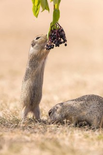 One European ground squirrel (Spermophilus citellus) or European souslik standing erected in dry