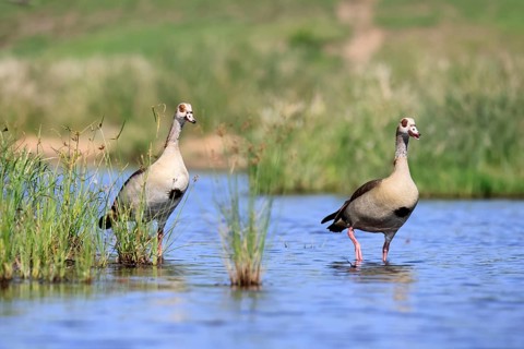 Nile gans (Alopochen aegyptiaca), adult, pair, standing in the water, Kruger National Park, South