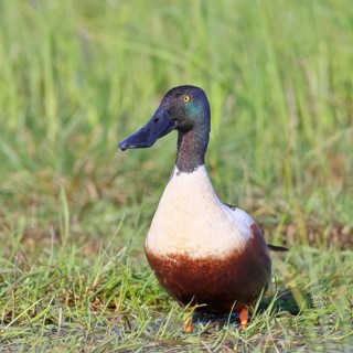 Shoveler (Spatula clypeata) in a wet meadow, spring, wildlife, bird, dabbling duck, Hüde,