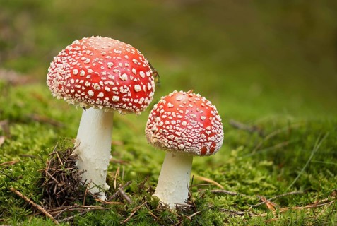 Amanita citrina, amanita muscaria, sweeper, toadstool, chimney sweeper, red toadstool, bead agaric,