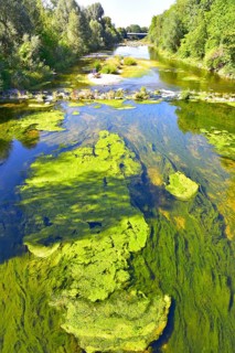 Algae growth in the Wertach river in Augsburg due to the heat wave, Bavaria, Germany