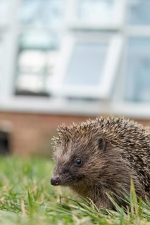 European hedgehog (Erinaceus europaeus) adult animal on an urban garden grass lawn with a house in