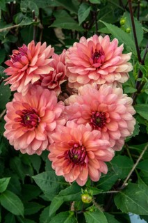 Flowering Dahlias (Dahlia), variety Château de la Bourdaisière in the Dahlia Farm in Löderup, Ystad