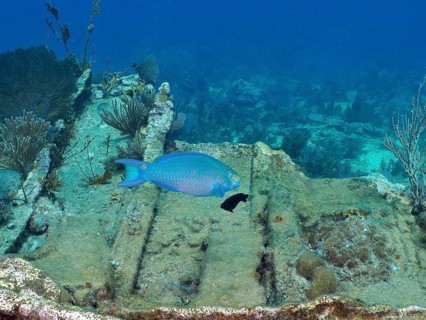 A blue parrotfish (Scarus coeruleus) swims above a shipwreck on the seabed at the Hannah M. Bell