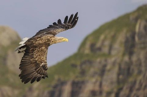White-tailed Eagle (Haliaeetus albicilla) flying, Nord-Trondelag, Norway