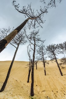 Dead trees in front of the Dune du Pilat near Arcachon on the Atlantic, France