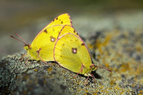 Mount Rana, Bohemian Highlands, Colias Hyale, Czech Republic, yellow haybutterfly, golden eight,